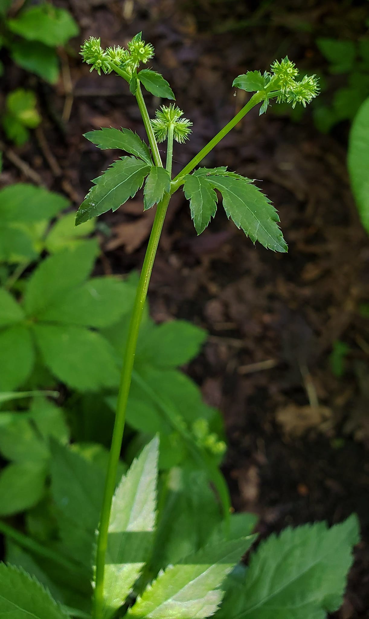 Canadian blacksnakeroot (Sanicula canadensis)