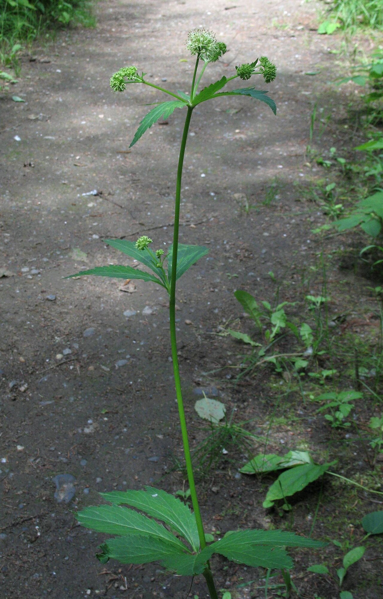 Maryland sanicle (Sanicula marilandica)
