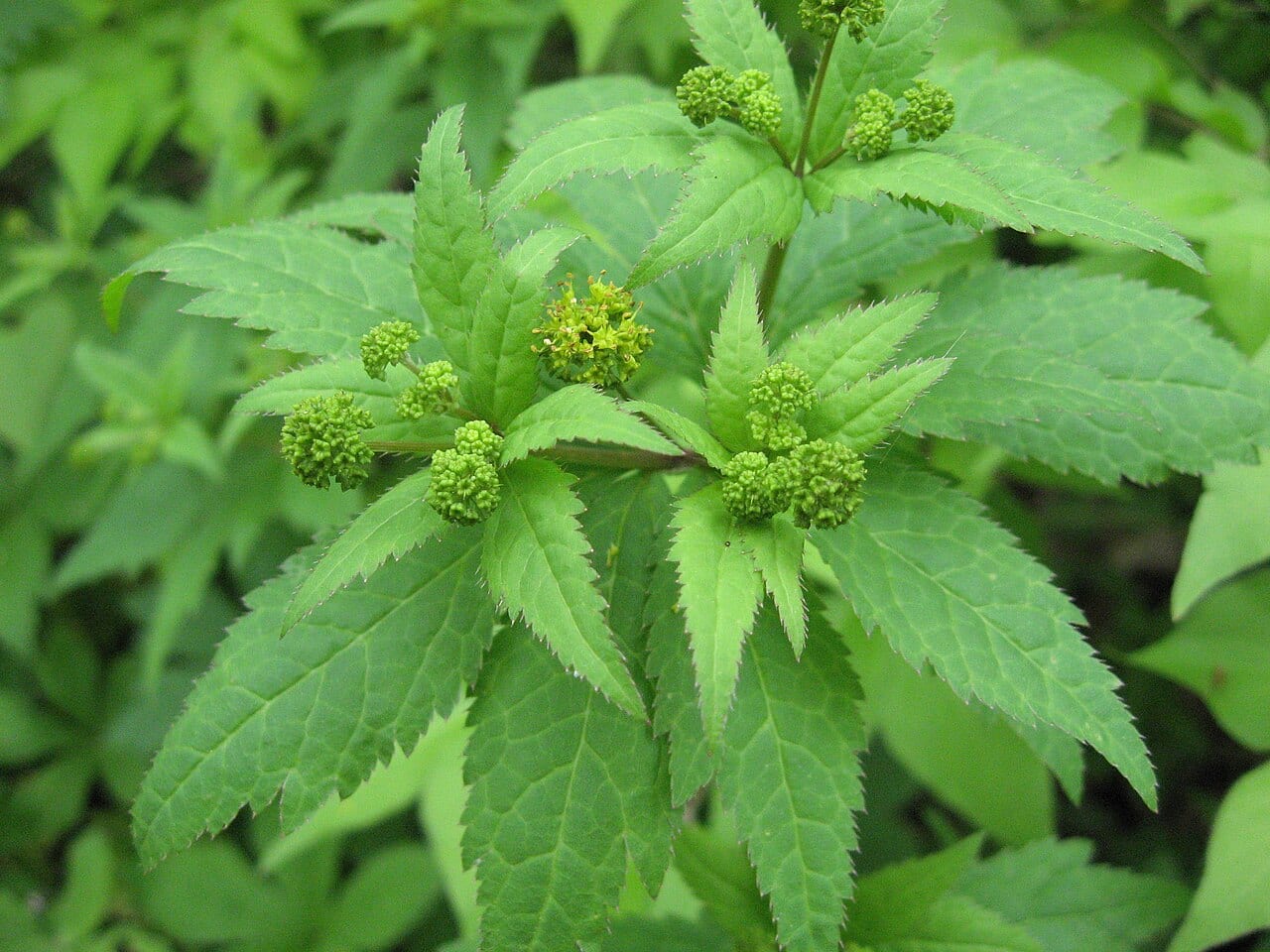 Clustered blacksnakeroot (Sanicula odorata)