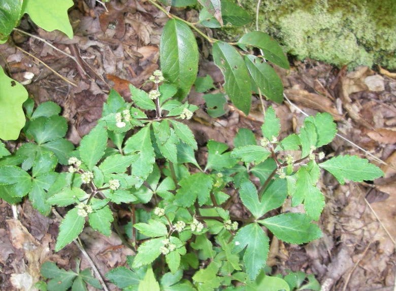 Small's blacksnakeroot (Sanicula smallii)