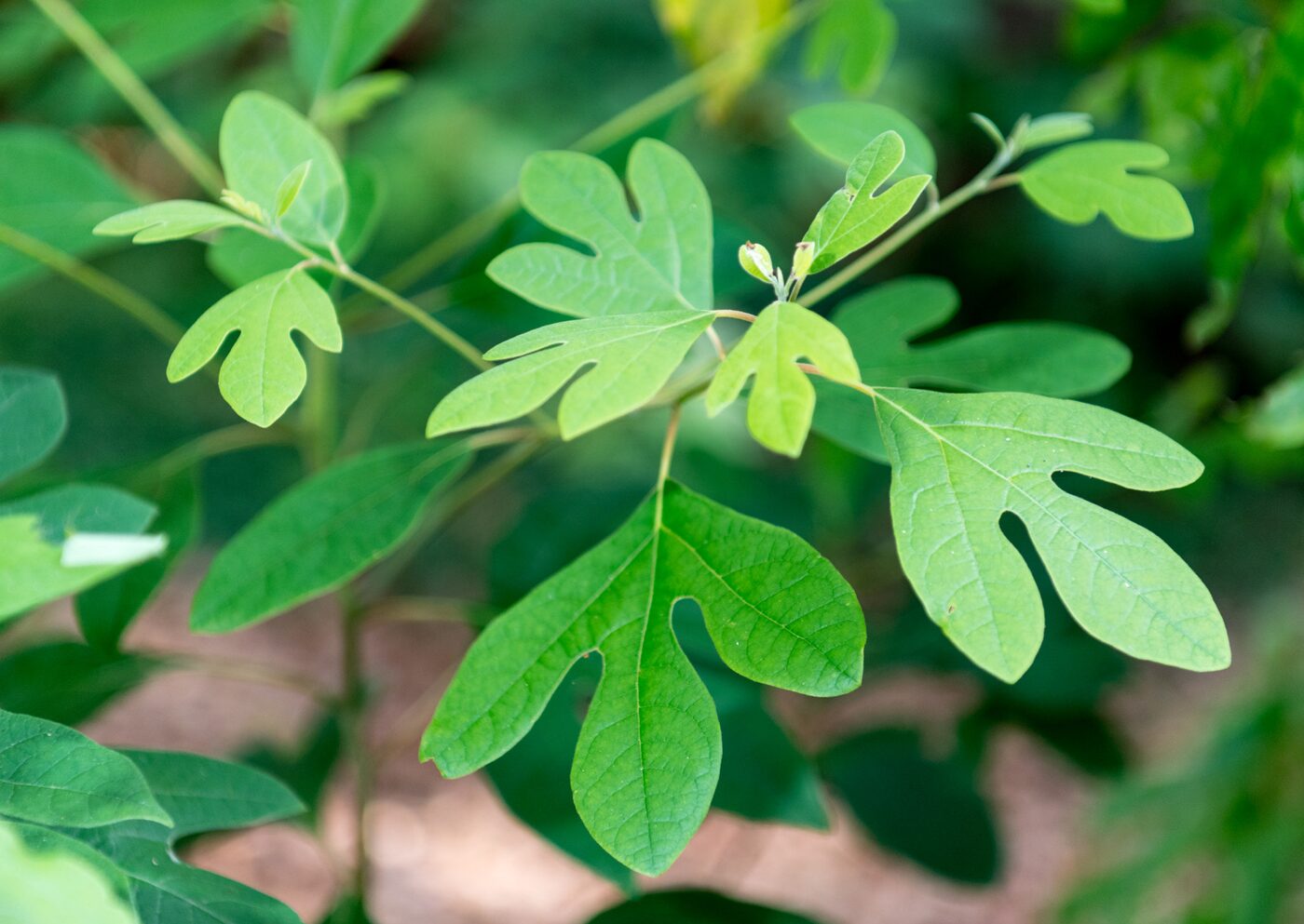 Sassafras (Sassafras albidum) &mdash; foliage showing the characteristic three leaf shapes on one branch