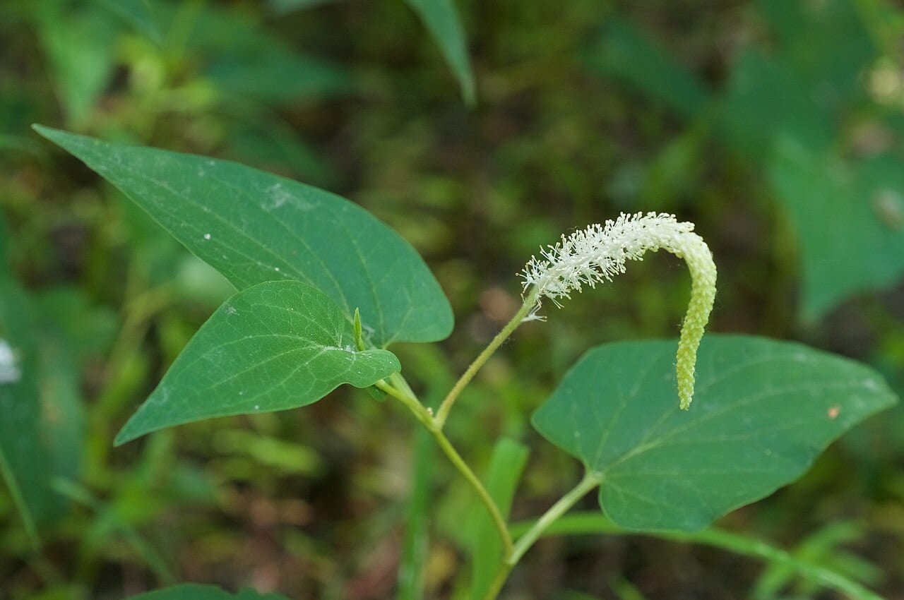 Lizard's tail (Saururus cernuus)