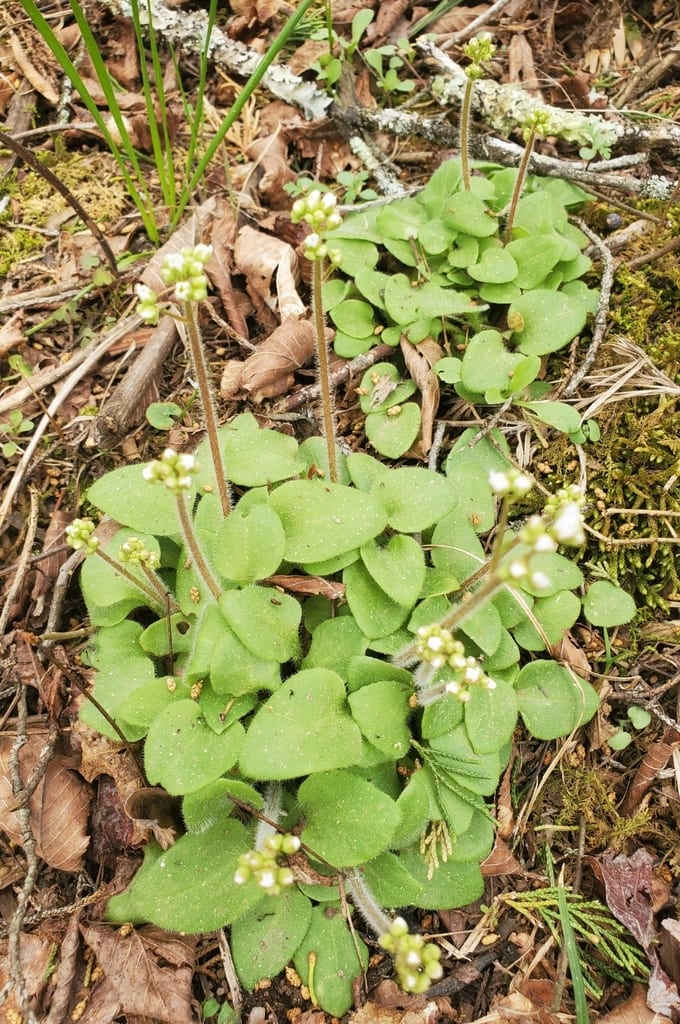 Palmer's saxifrage (Saxifraga palmeri)