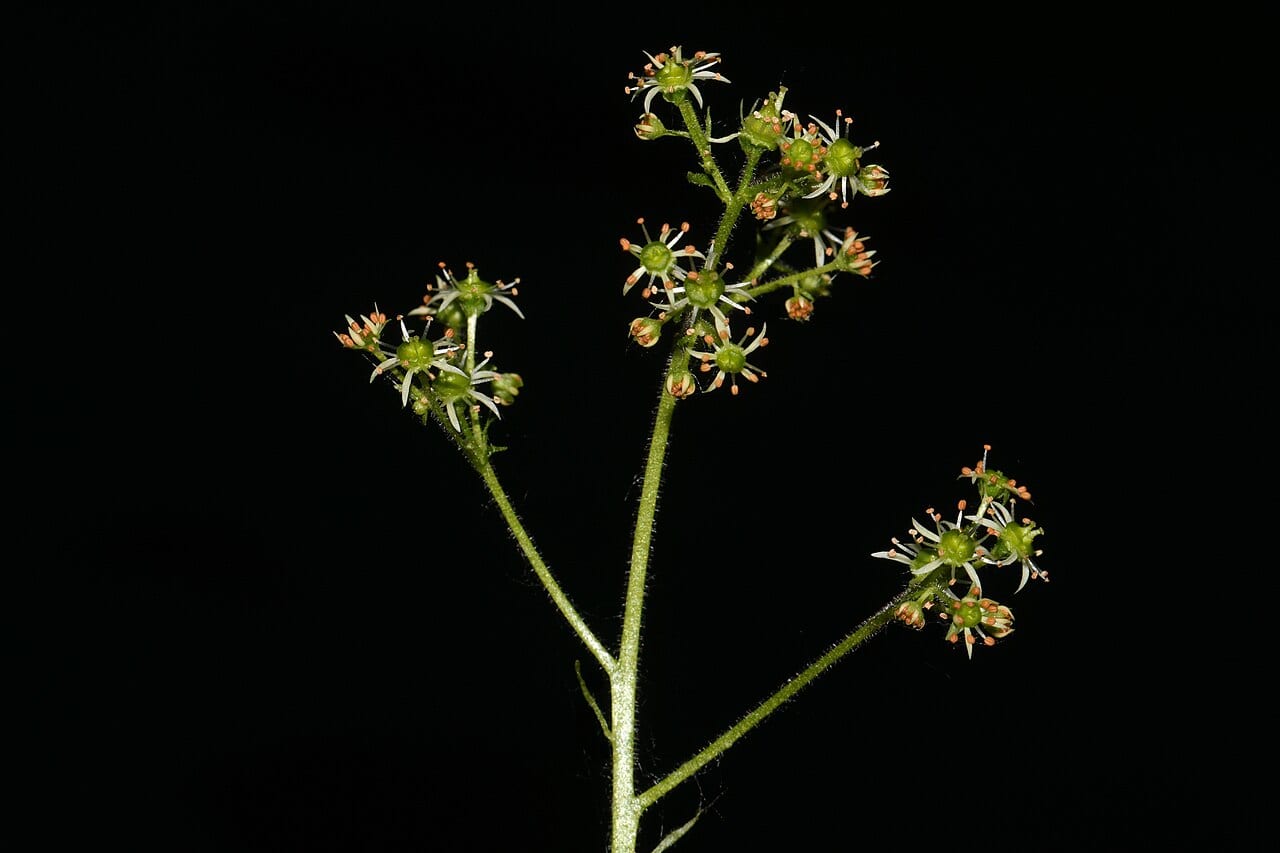 Eastern swamp saxifrage (Saxifraga pensylvanica)