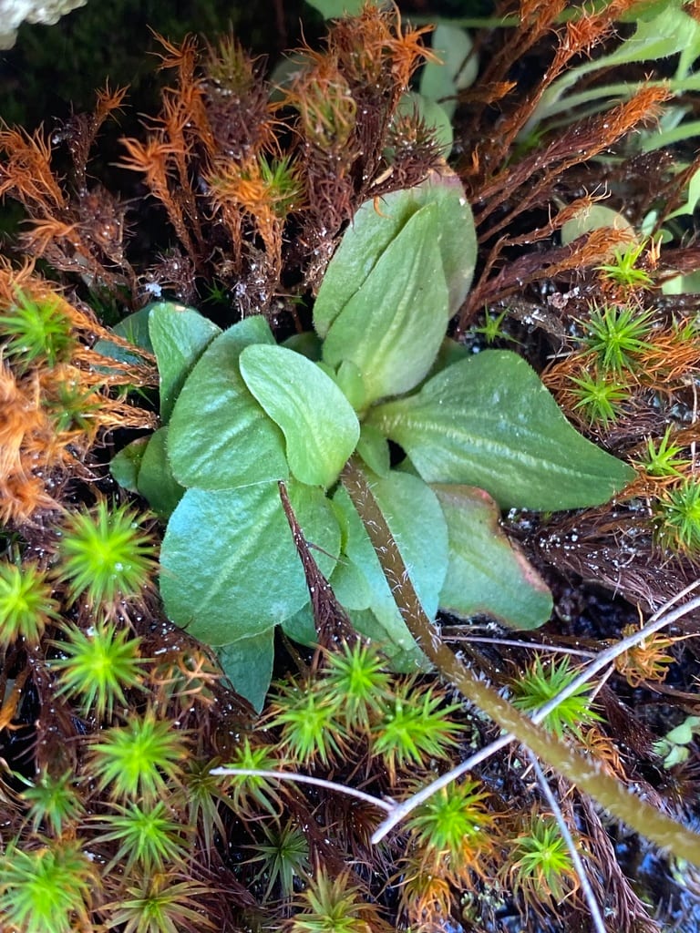 Texas saxifrage (Saxifraga texana)