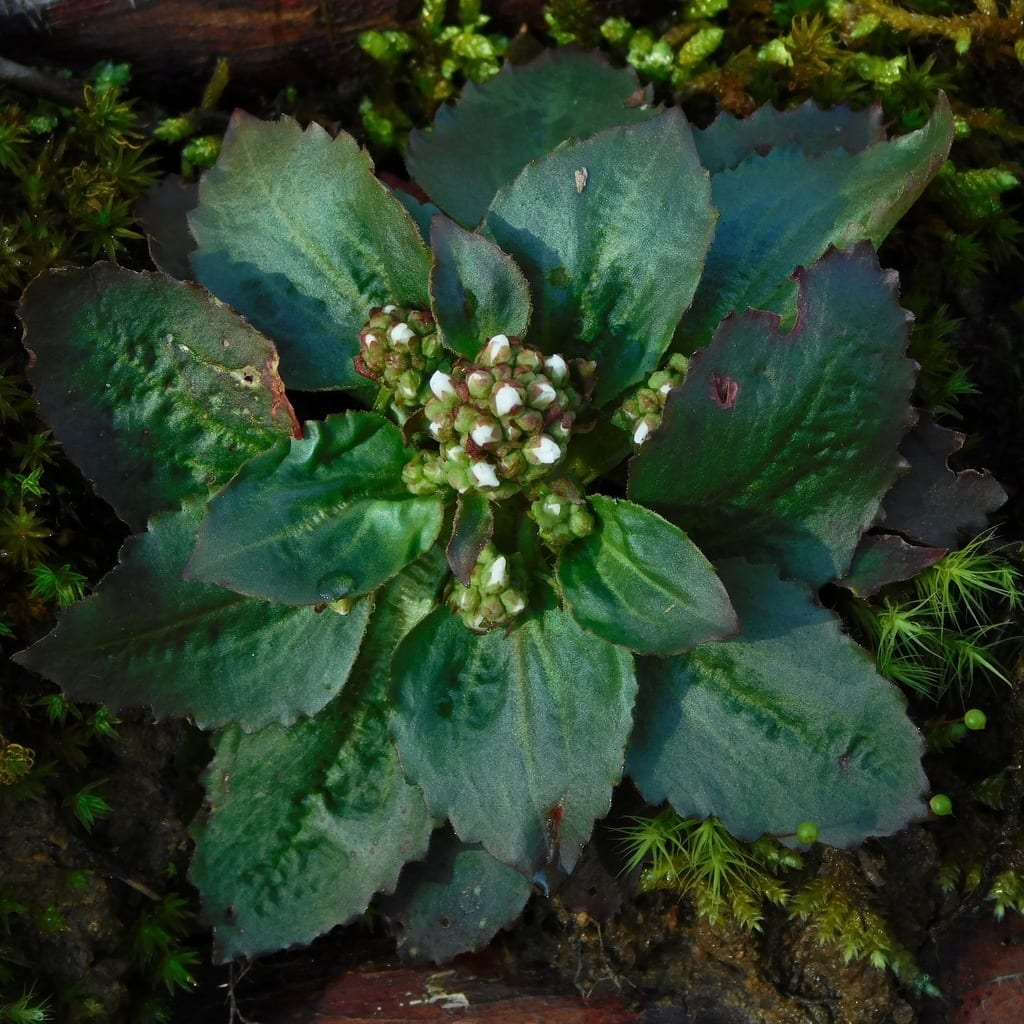 Oklahoma saxifrage (Saxifraga virginiensis var. subintegra)