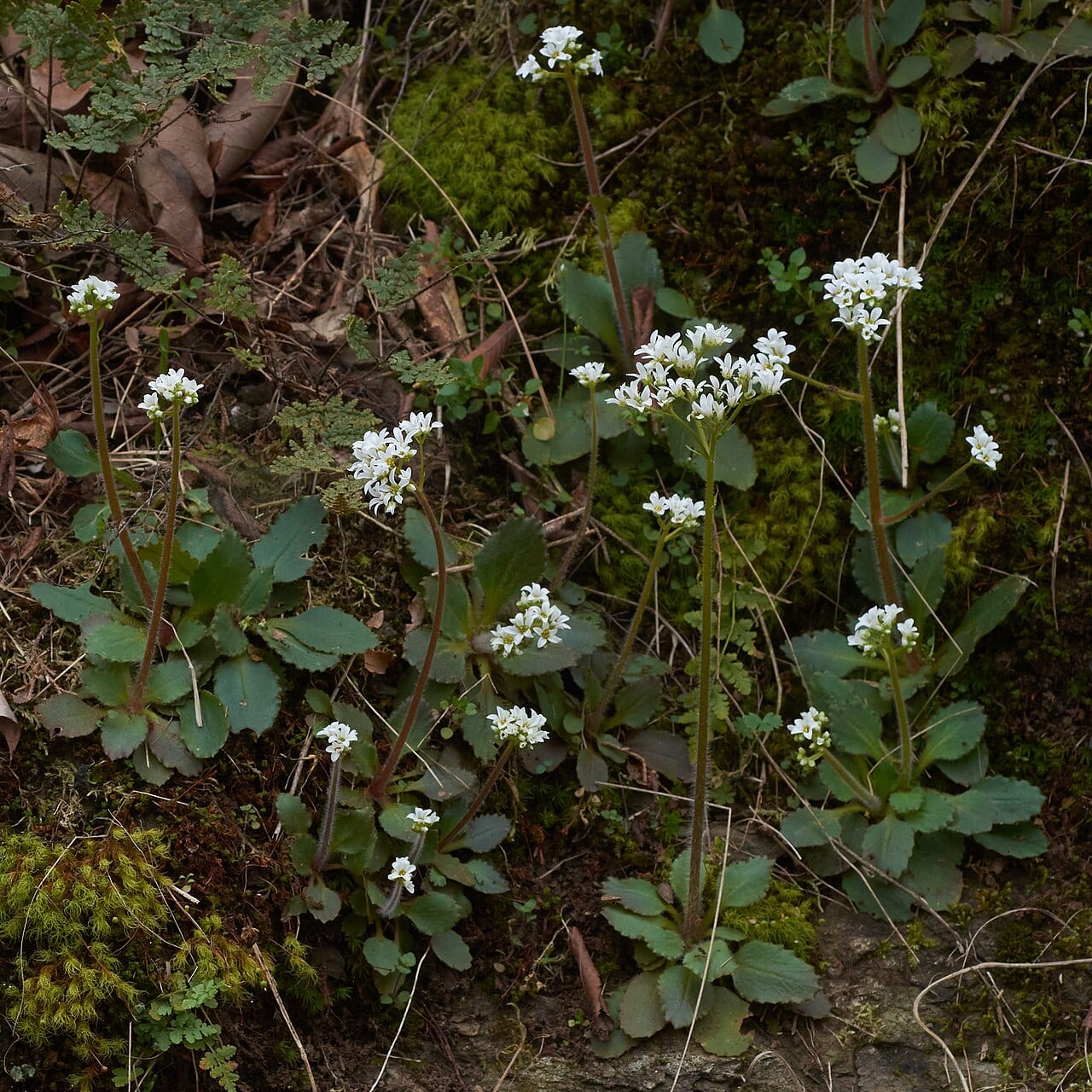 Early saxifrage (Saxifraga virginiensis)