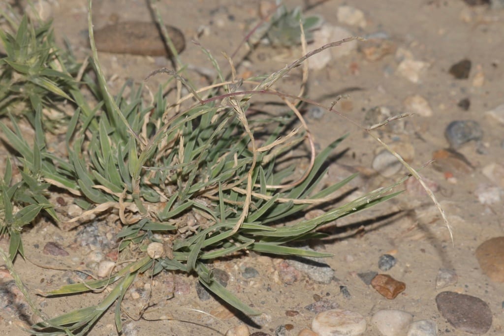Tumblegrass (Schedonnardus paniculatus)