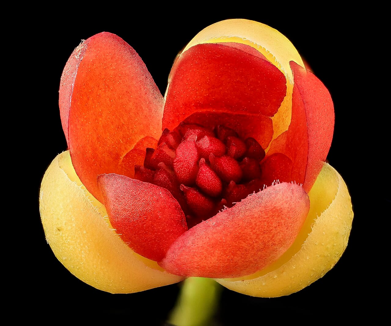 Bay starvine (Schisandra glabra)
