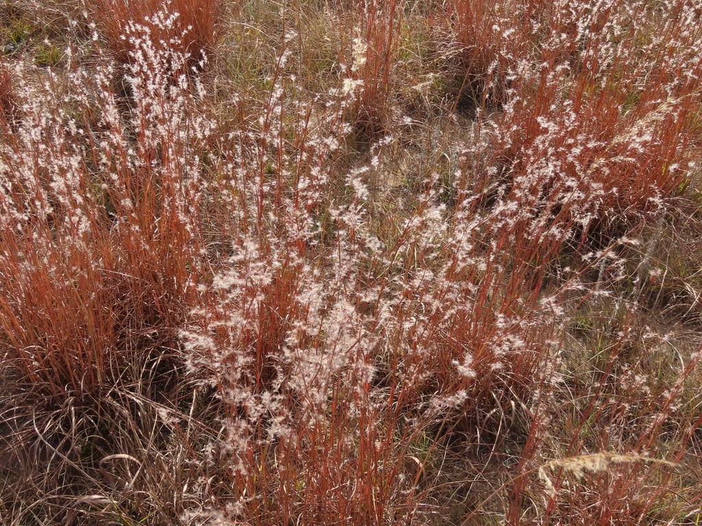 Little bluestem (Schizachyrium scoparium var. scoparium)