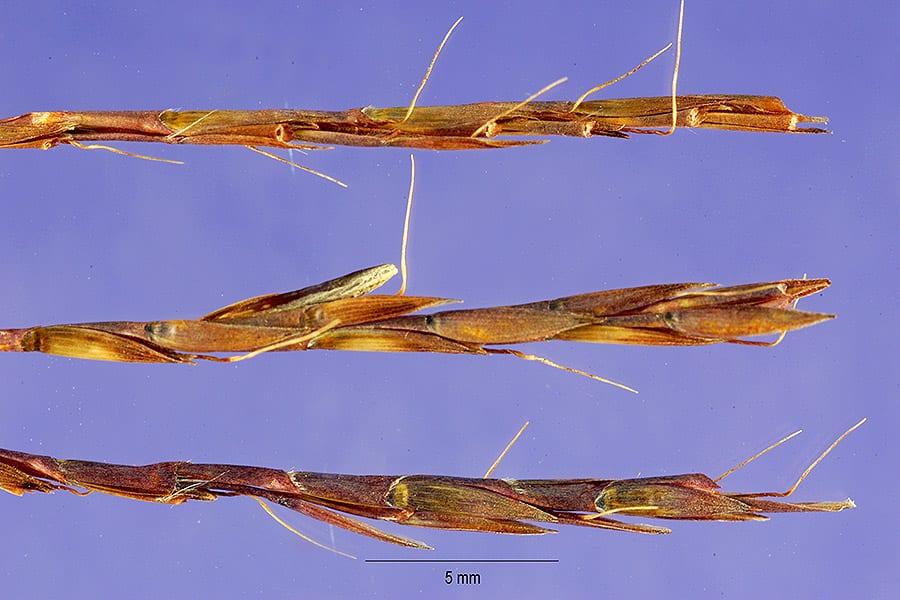 Slender bluestem (Schizachyrium tenerum)