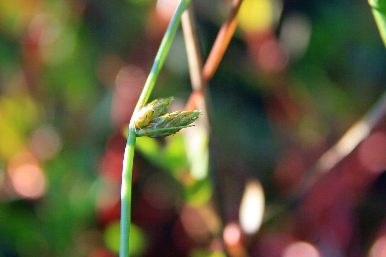 Hall's bulrush (Schoenoplectiella hallii)