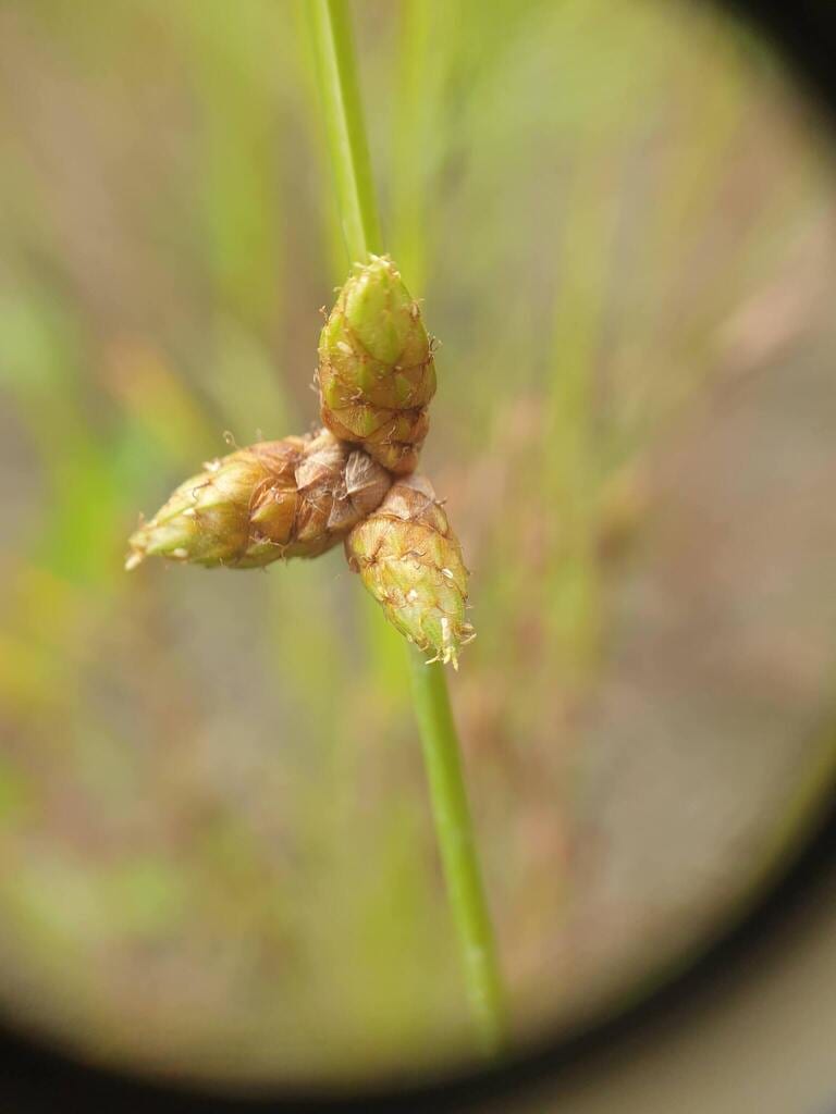 Weak-stalk bulrush (Schoenoplectiella purshiana)