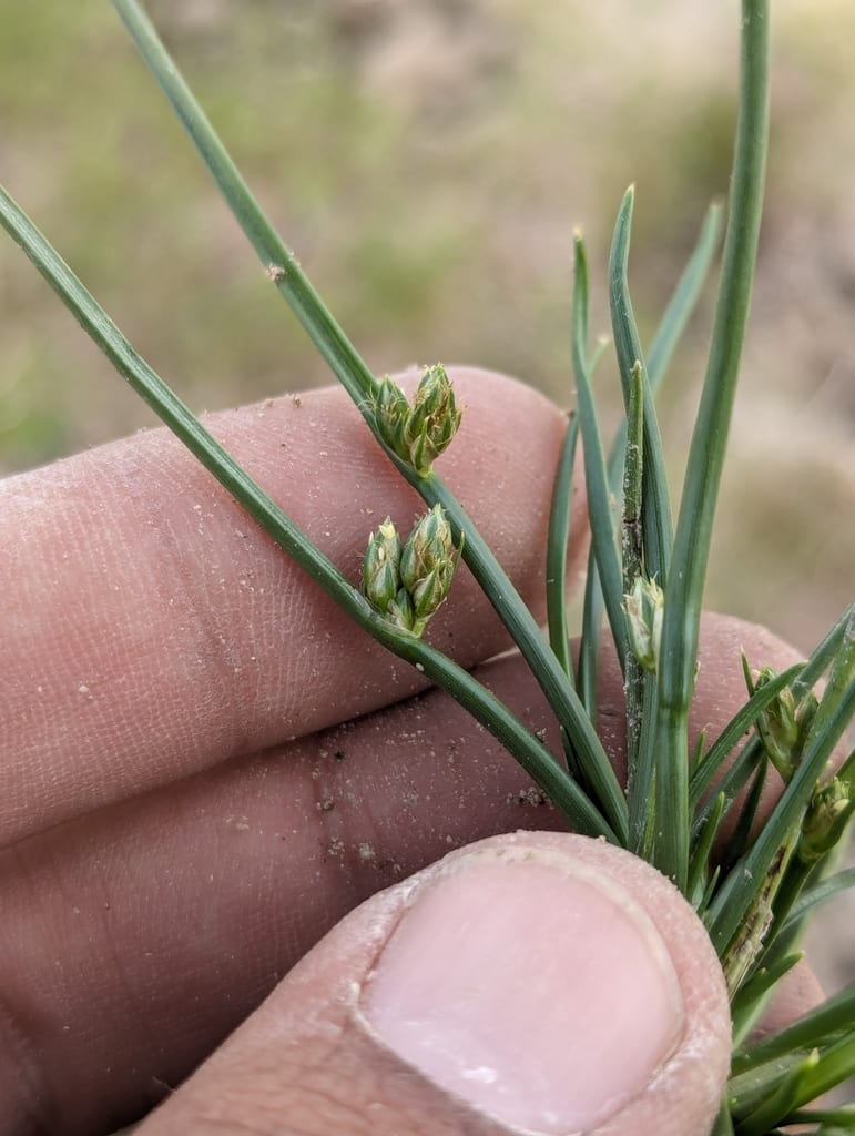 Rocky mountain bulrush (Schoenoplectiella saximontana)