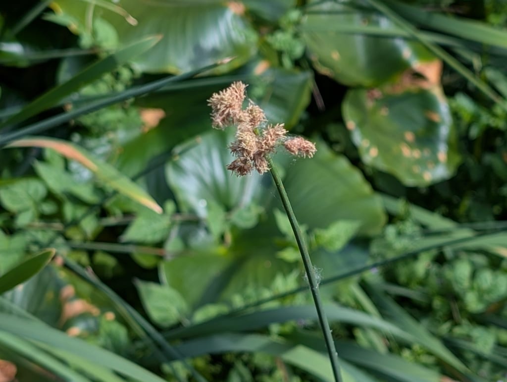 Hardstem bulrush (Schoenoplectus acutus var. acutus)