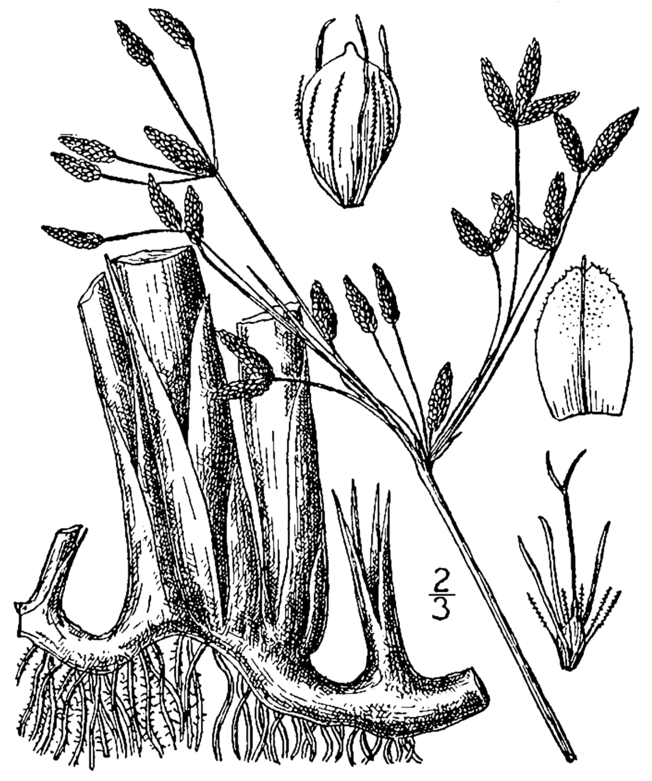 Hardstem bulrush (Schoenoplectus acutus)