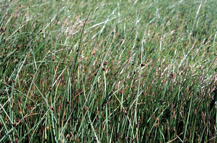 Chairmaker's bulrush (Schoenoplectus americanus)
