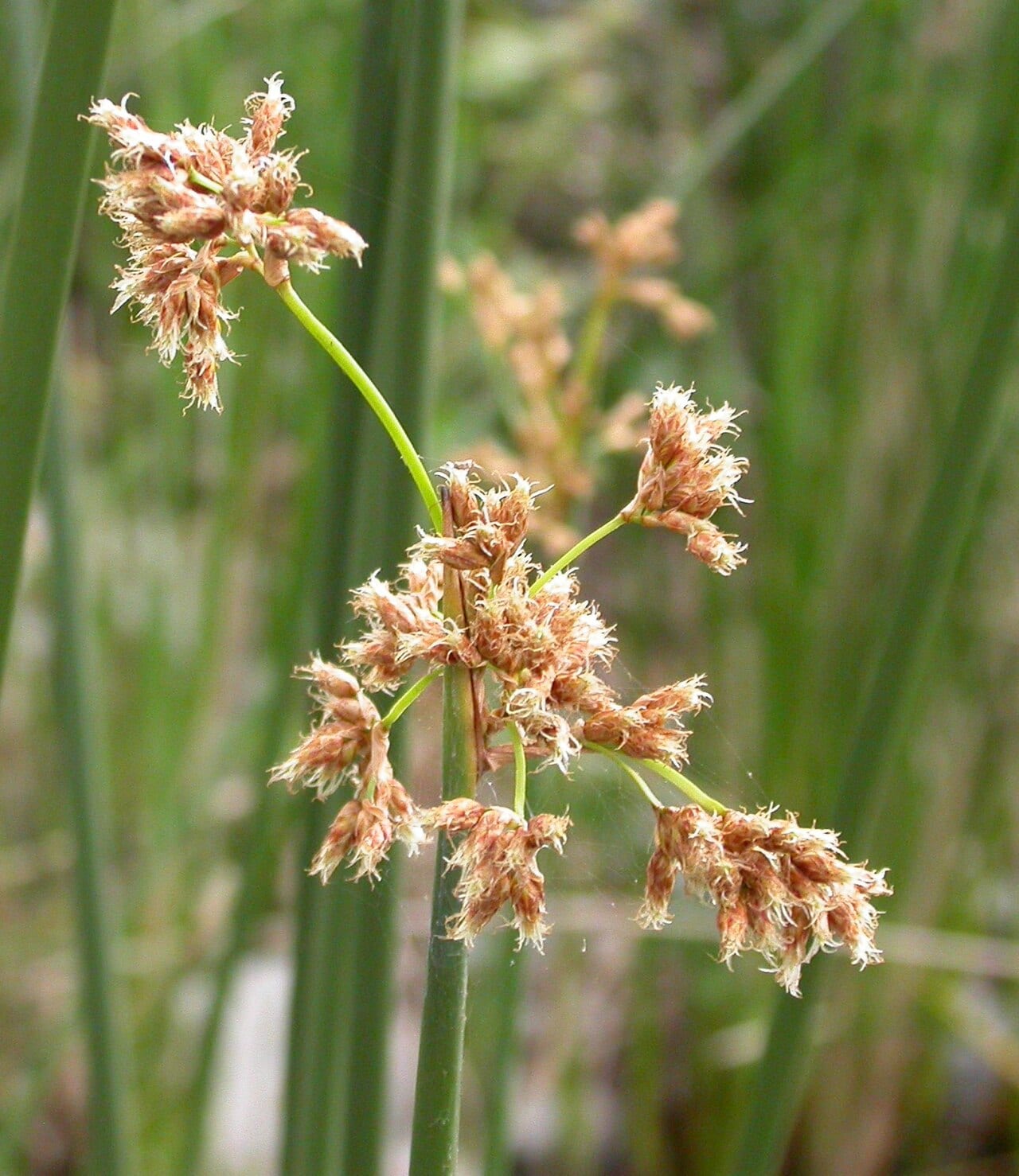 California bulrush (Schoenoplectus californicus)