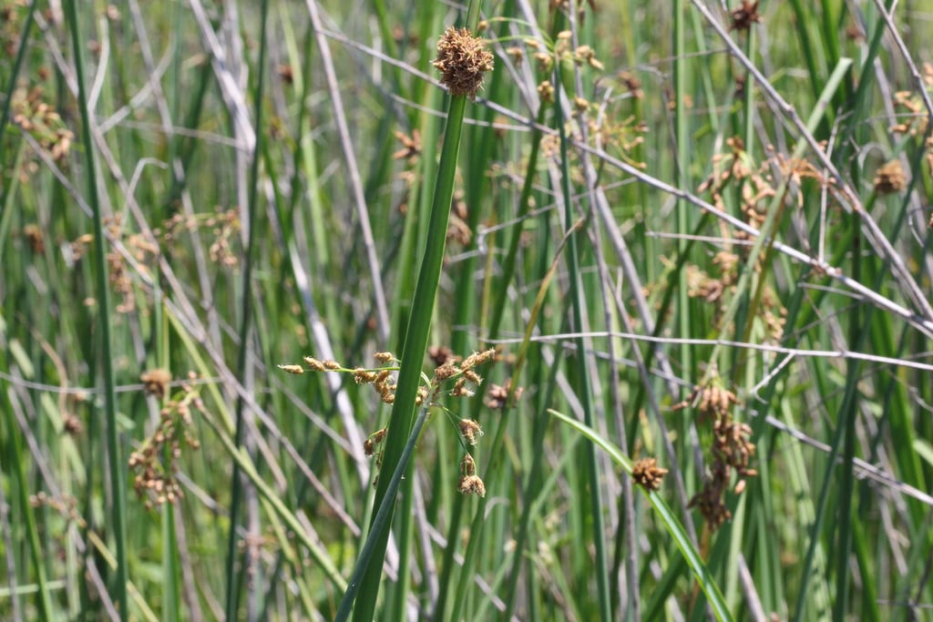 Delta bulrush (Schoenoplectus deltarum)