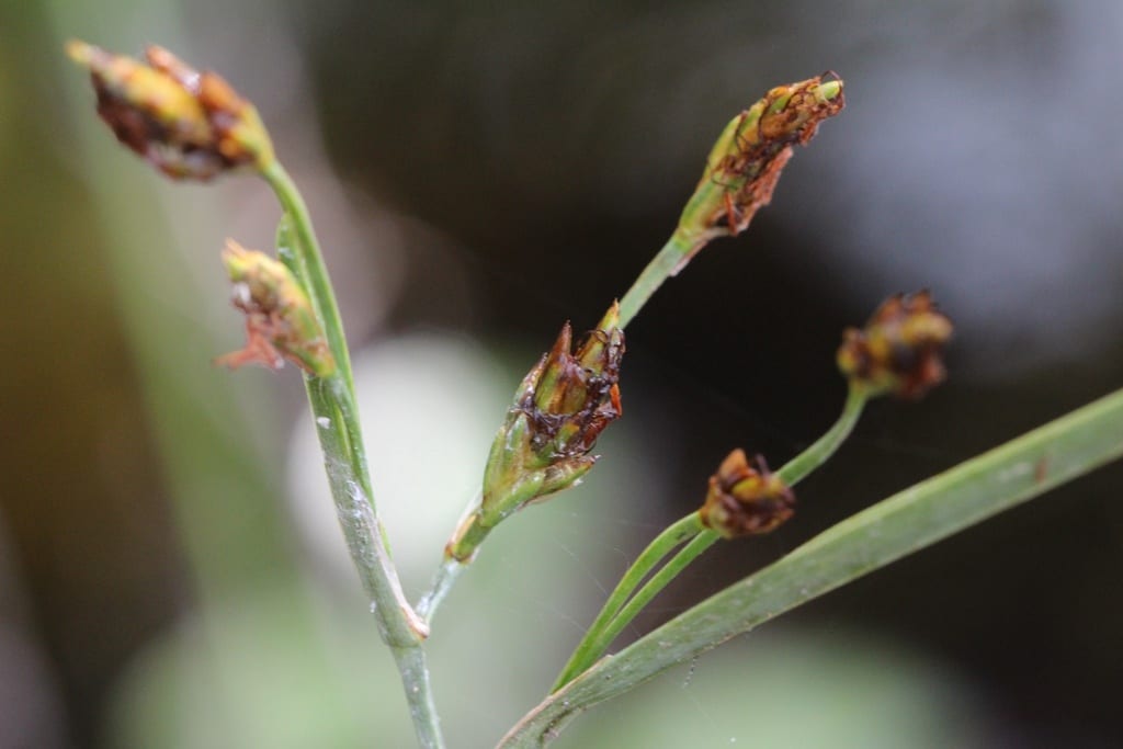 Canby's bulrush (Schoenoplectus etuberculatus)