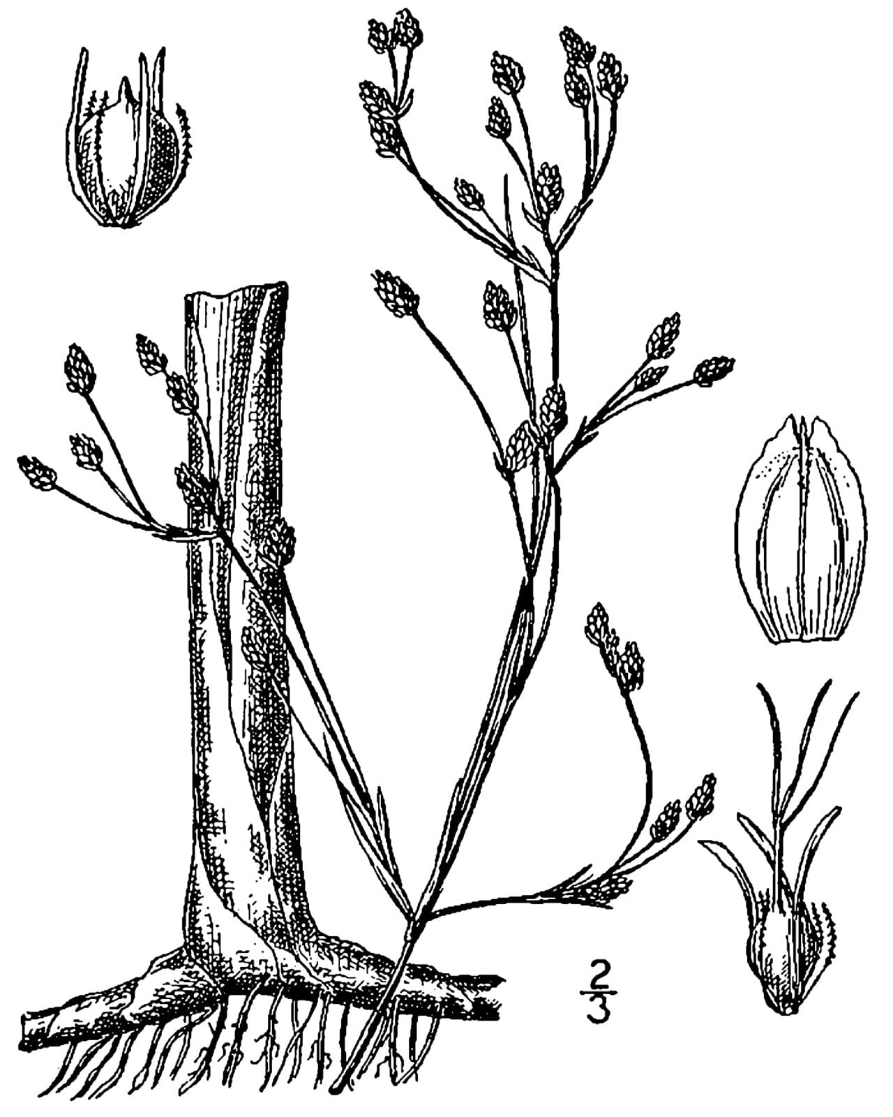 Pale great bulrush (Schoenoplectus heterochaetus)