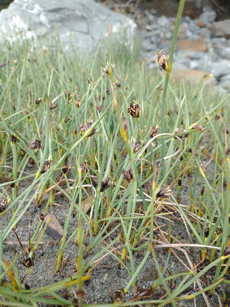 Common threesquare (Schoenoplectus pungens var. longispicatus)