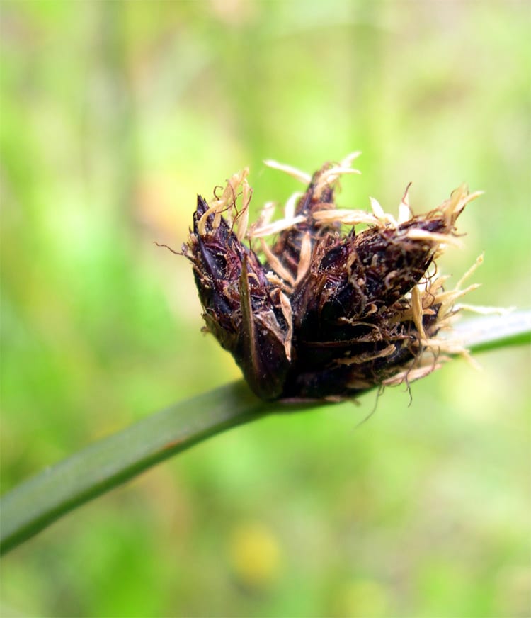 Common threesquare (Schoenoplectus pungens)