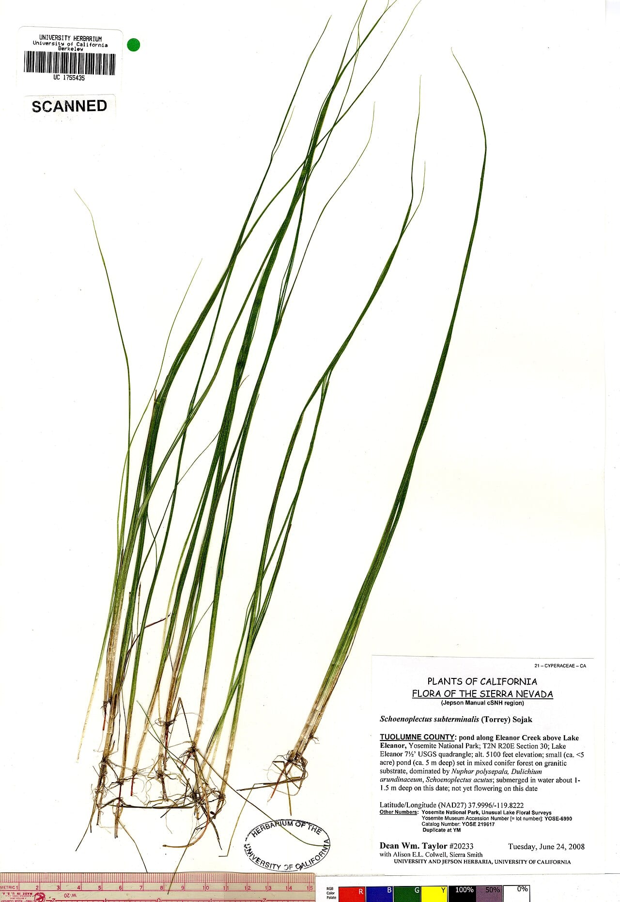 Swaying bulrush (Schoenoplectus subterminalis)