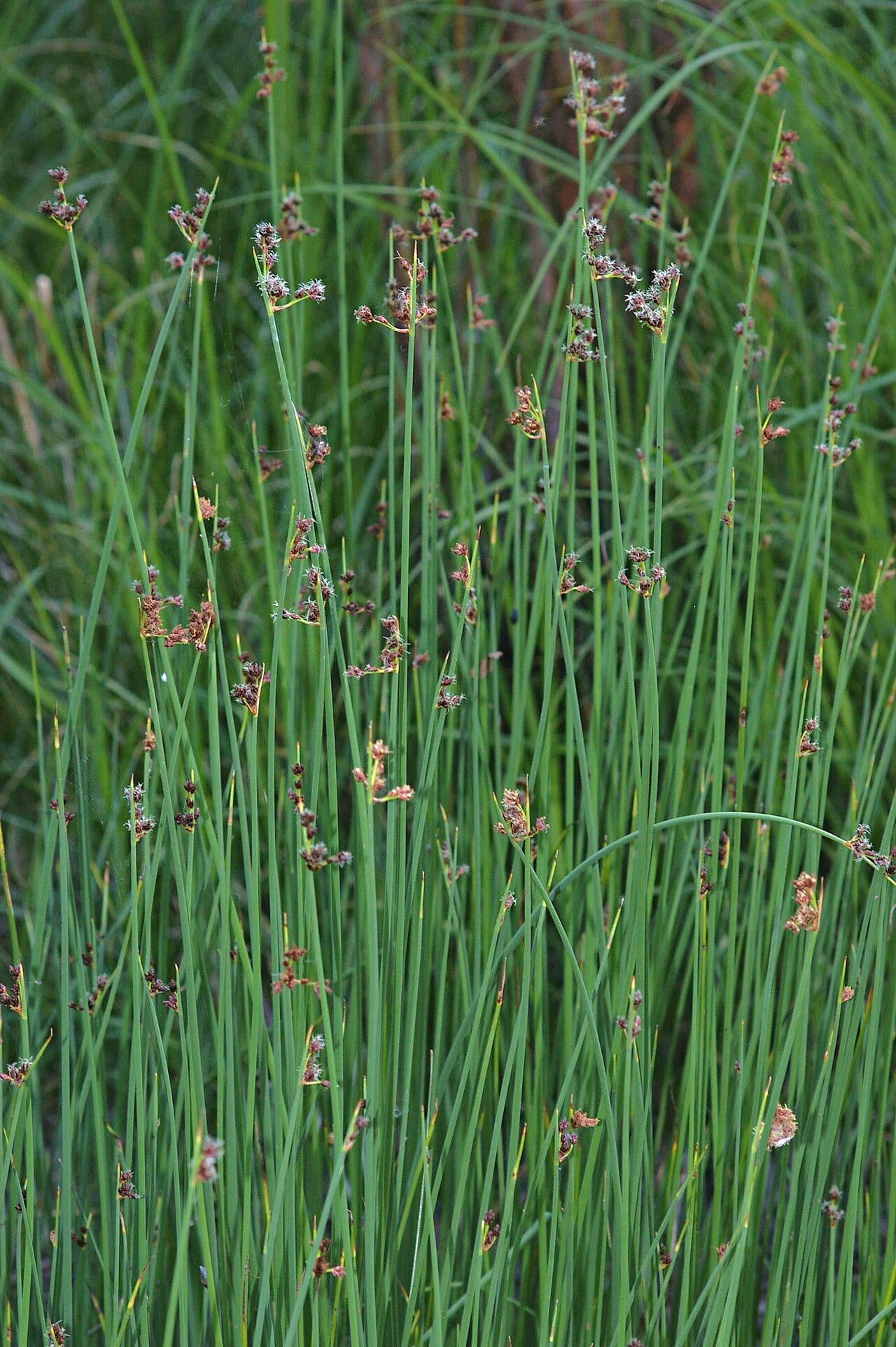 Softstem bulrush (Schoenoplectus tabernaemontani)