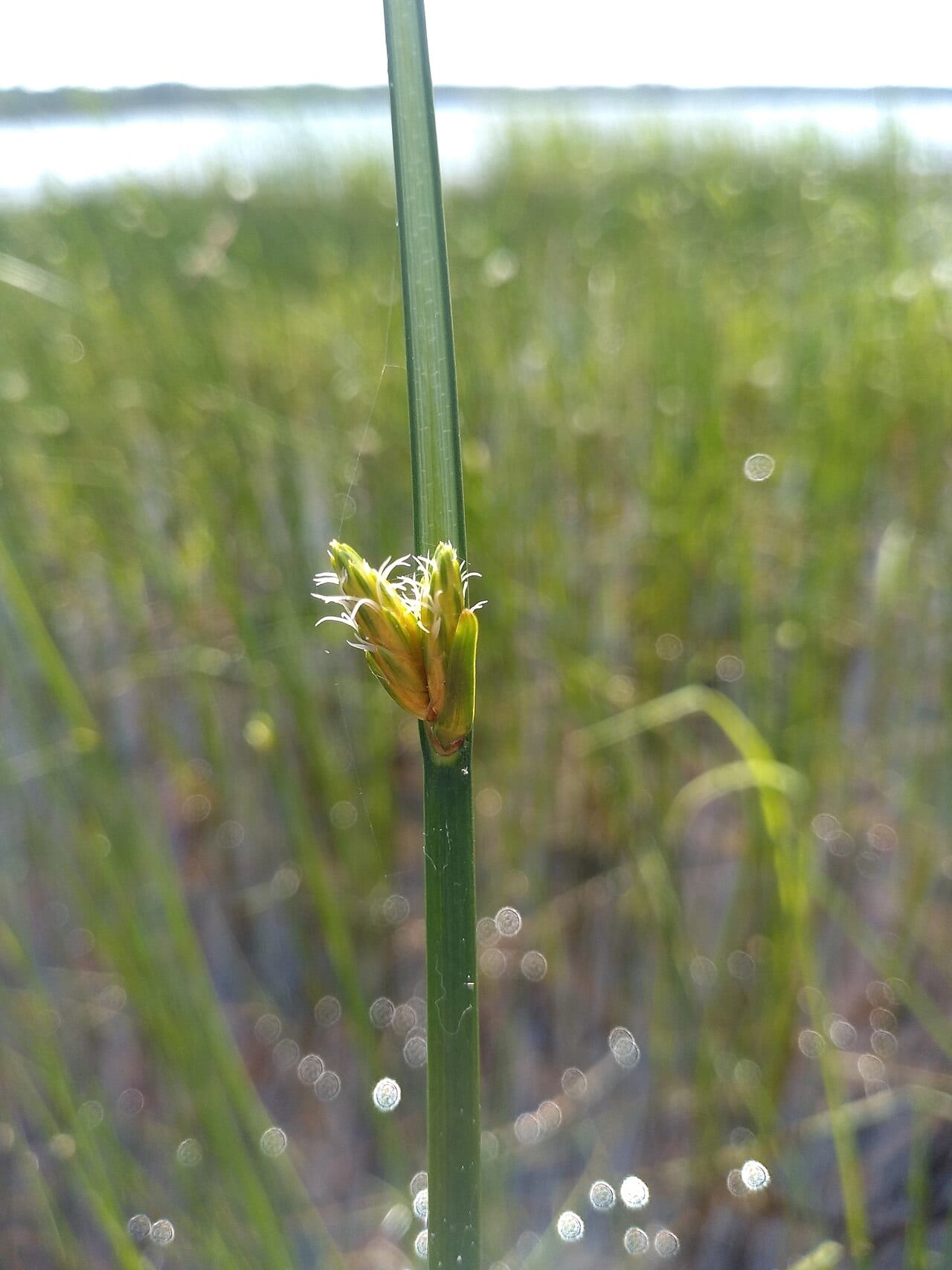 Torrey's bulrush (Schoenoplectus torreyi)