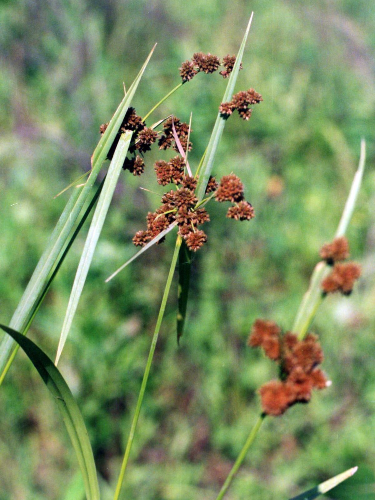 Green bulrush (Scirpus atrovirens)