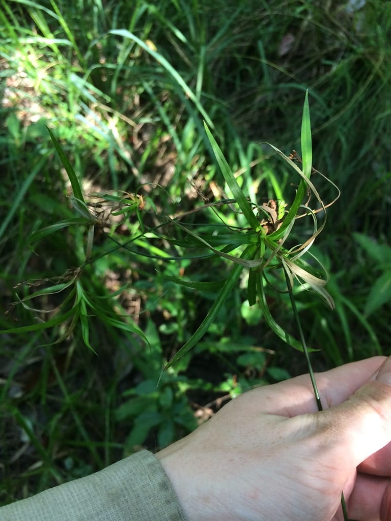Spreading bulrush (Scirpus divaricatus)