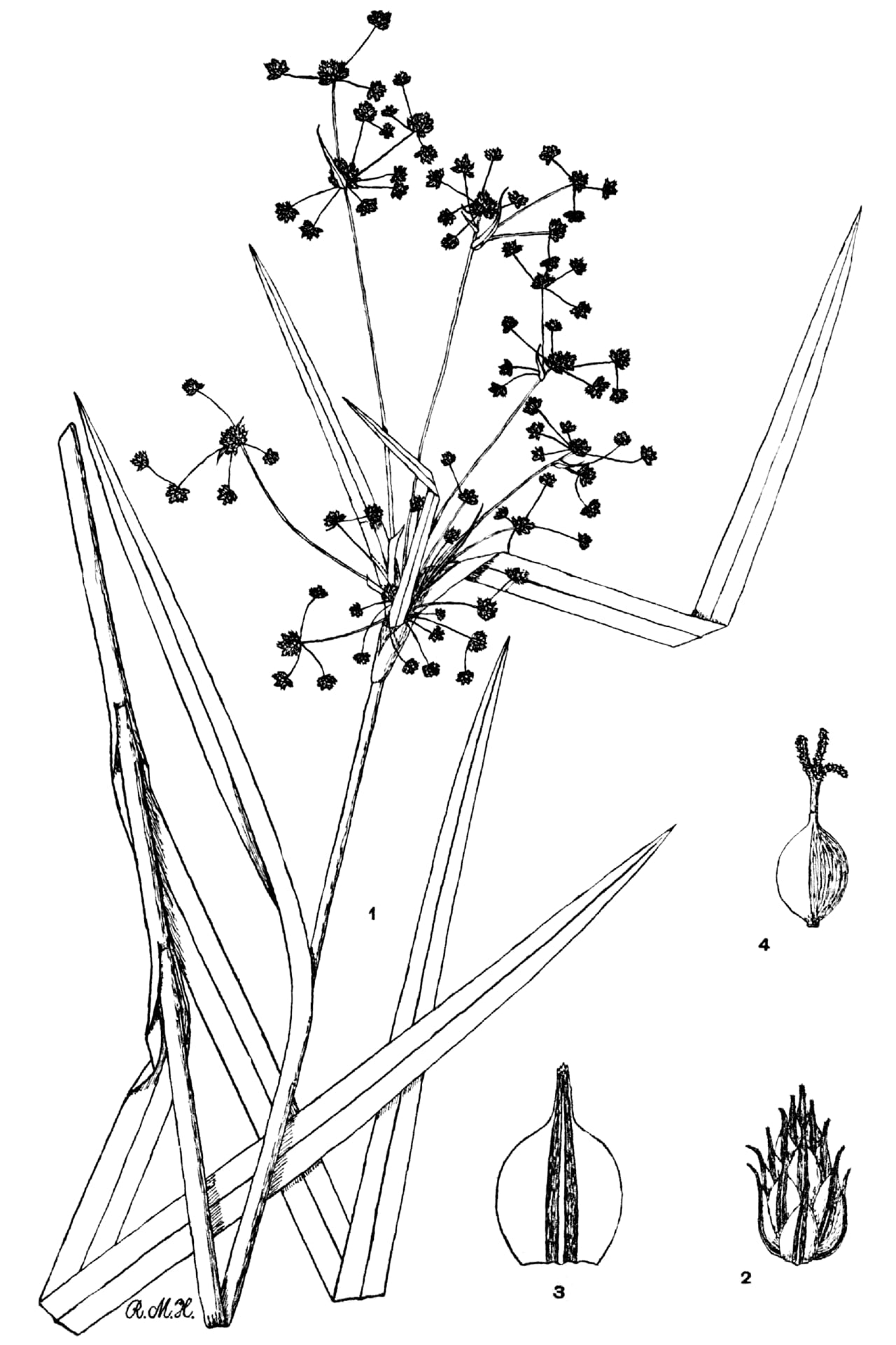 Georgia bulrush (Scirpus georgianus)
