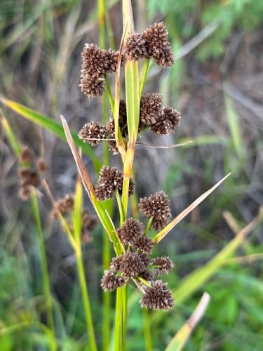 Cloaked bulrush (Scirpus pallidus)
