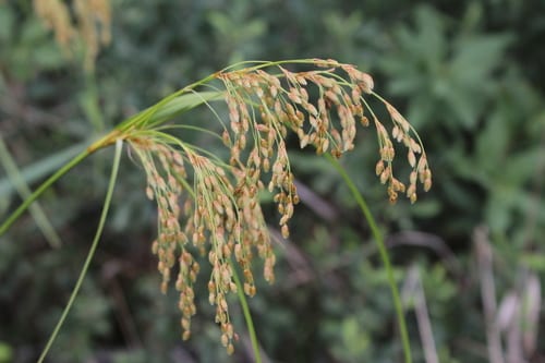 Stalked bulrush (Scirpus pedicellatus)