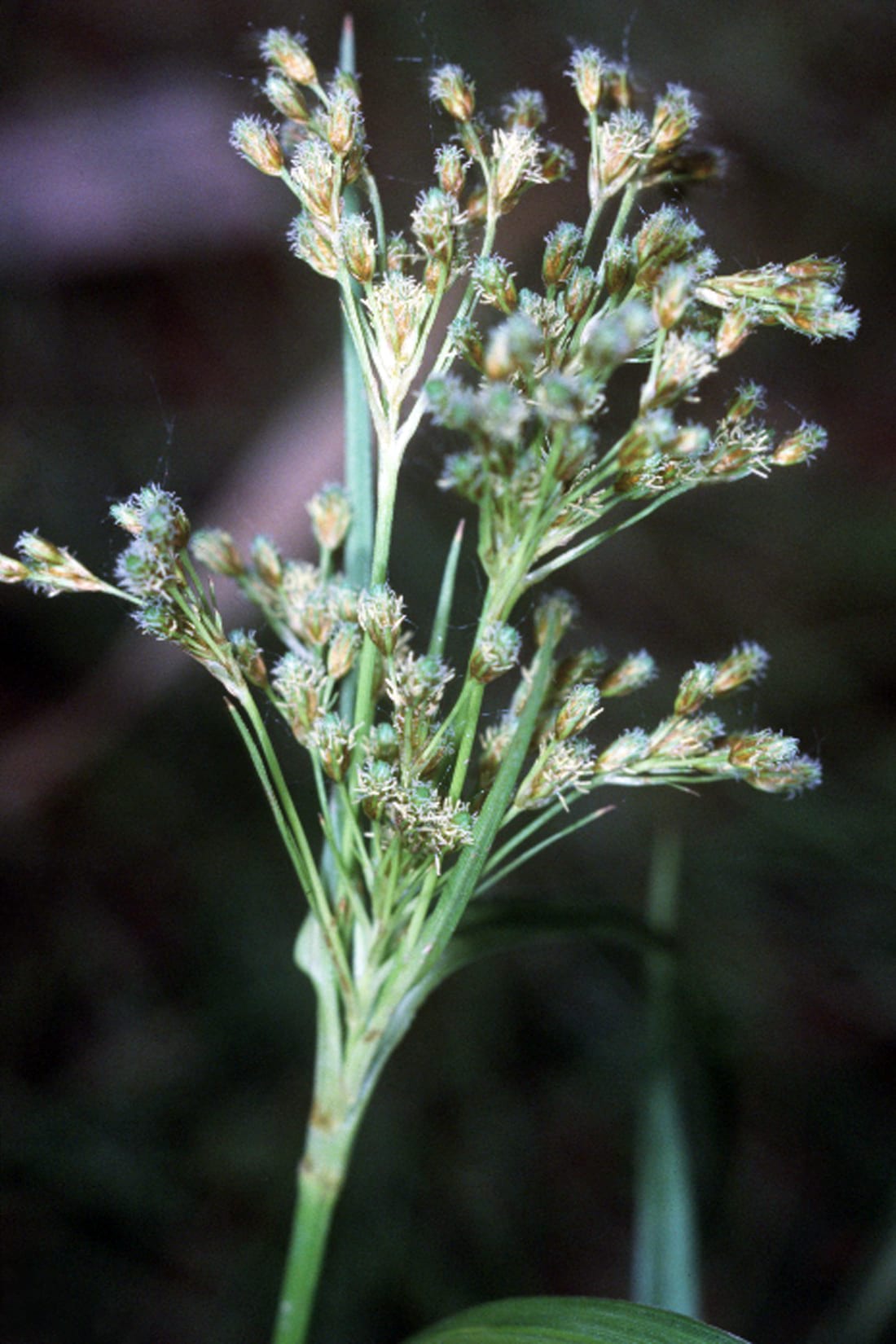 Rufous bulrush (Scirpus pendulus)