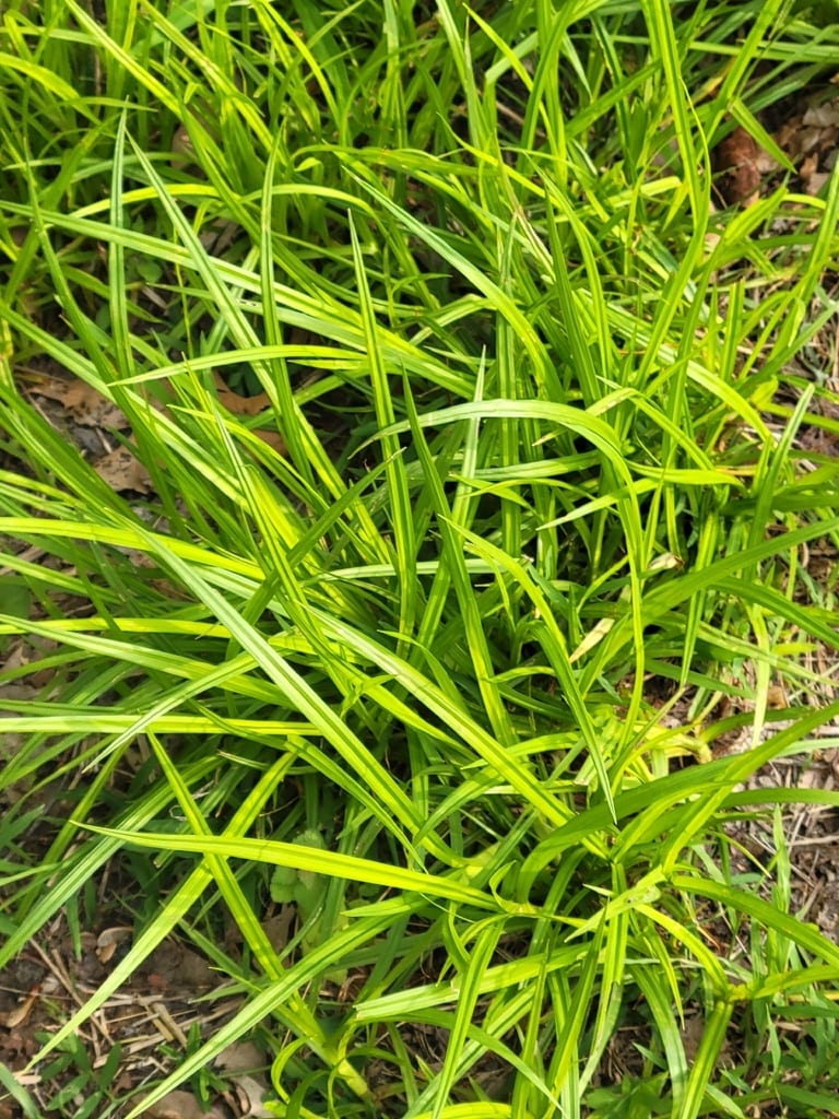 Leafy bulrush (Scirpus polyphyllus)