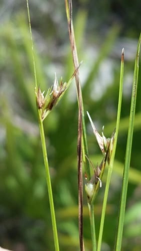Fringed nutrush (Scleria ciliata var. glabra)