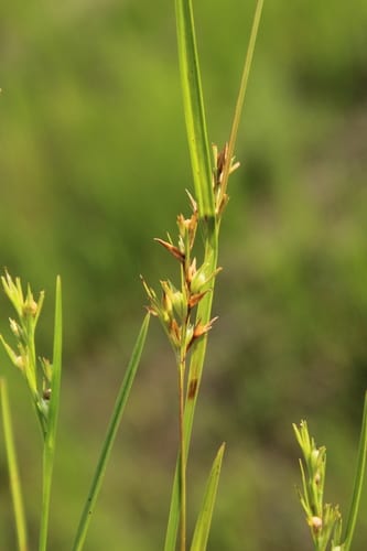 Muehlenberg's nut-rush (Scleria muehlenbergii)