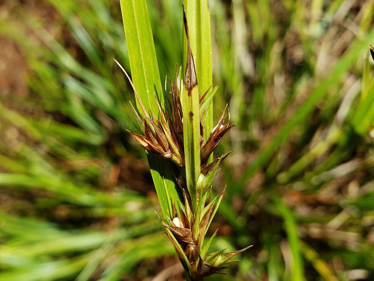 Whip nutrush (Scleria triglomerata)