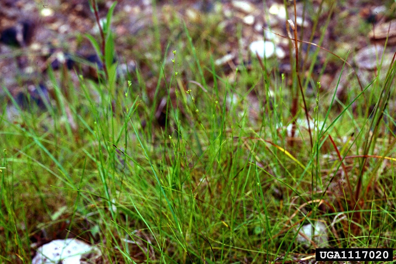 Low nut-rush (Scleria verticillata)