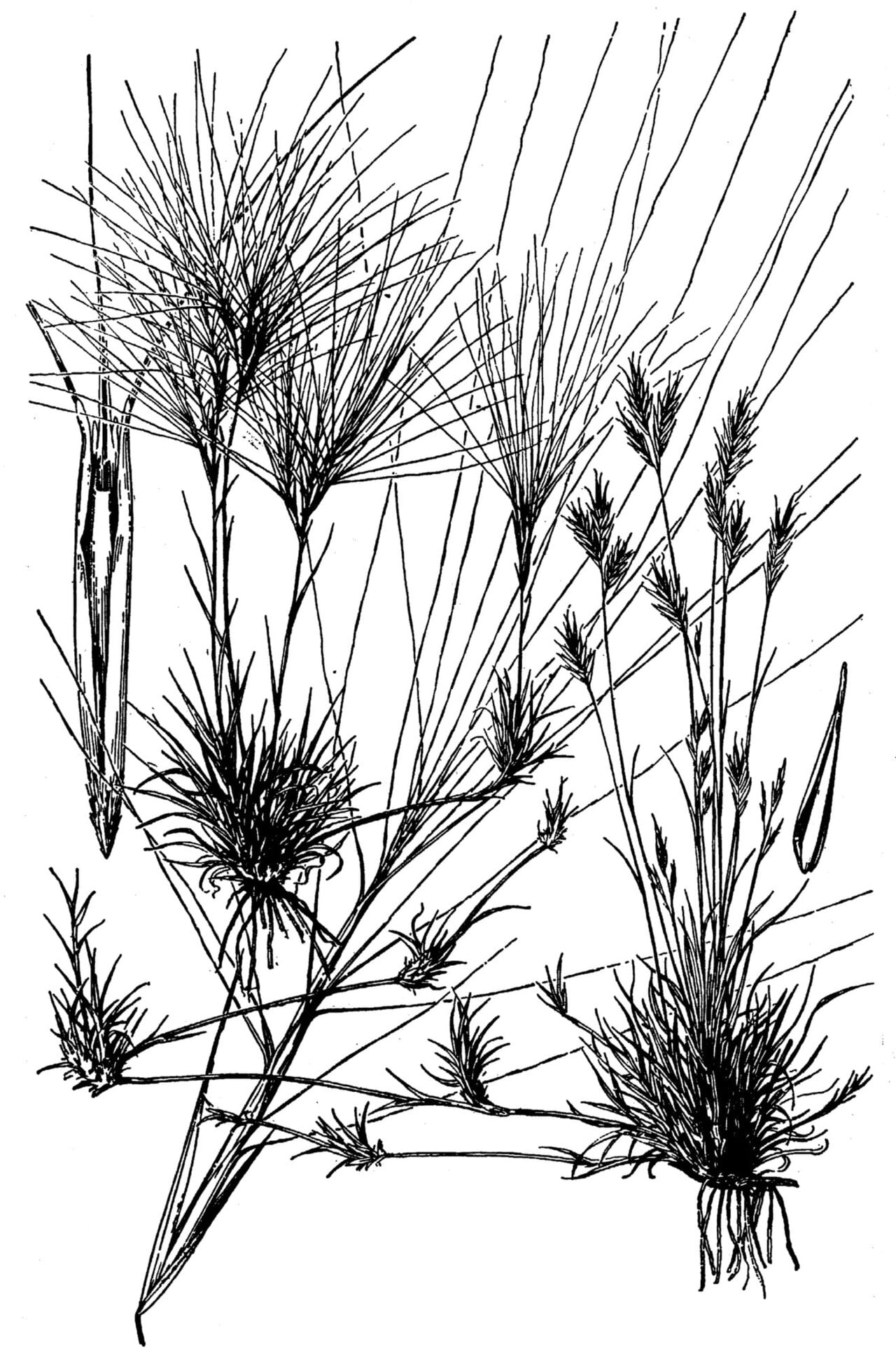 Burrograss (Scleropogon brevifolius)