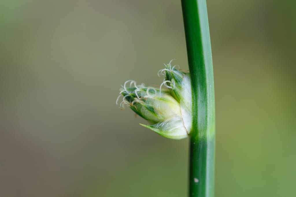 Magrath's bulrush (Schoenoplectiella × magrathii)