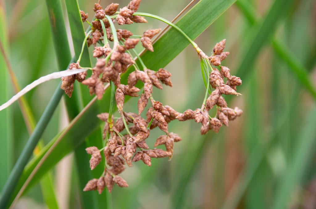 Bulrush (Schoenoplectus × oblongus)