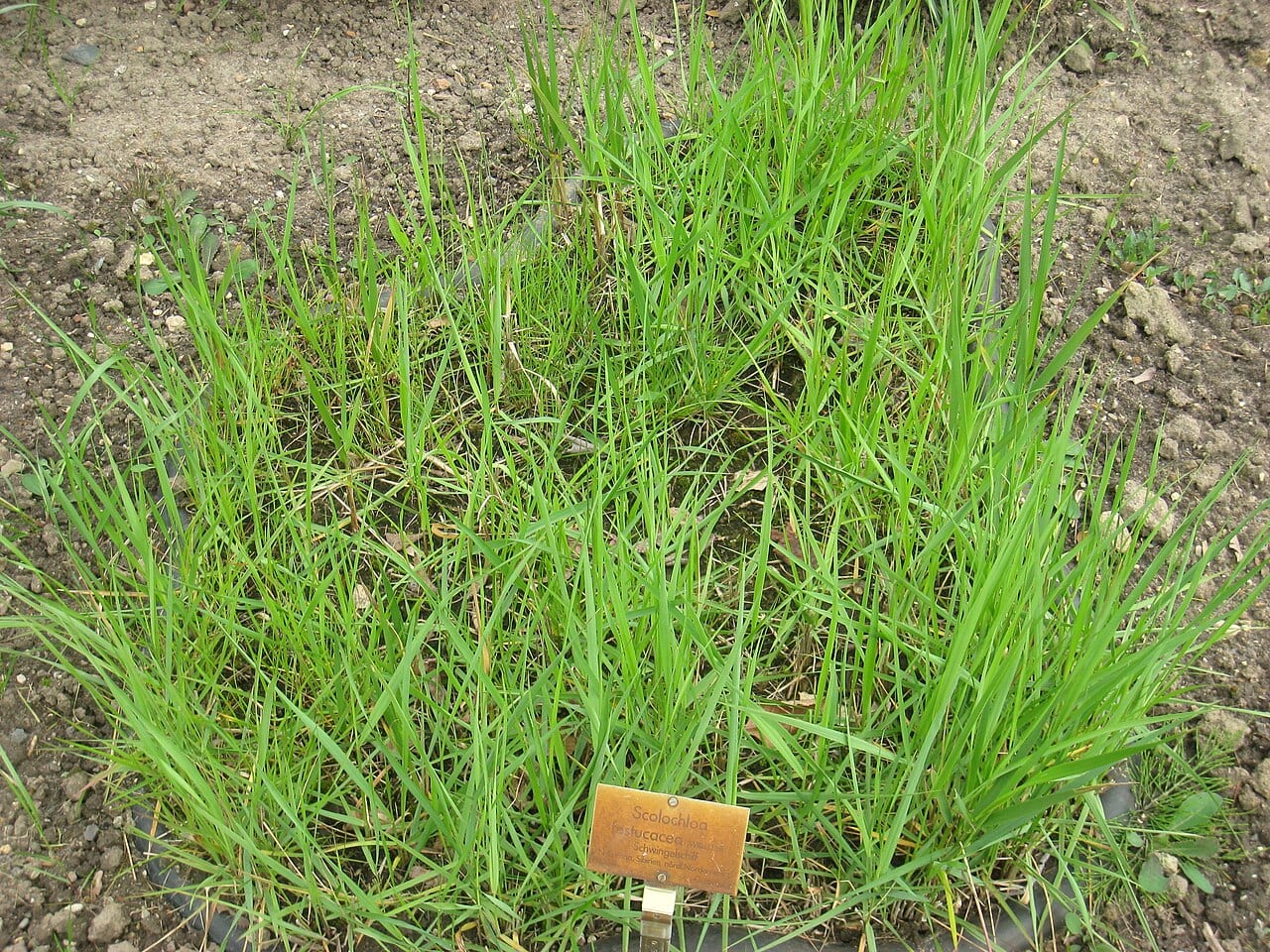 Common river grass (Scolochloa festucacea)