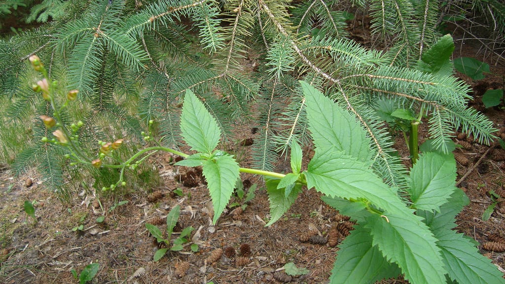 Lanceleaf figwort (Scrophularia lanceolata)