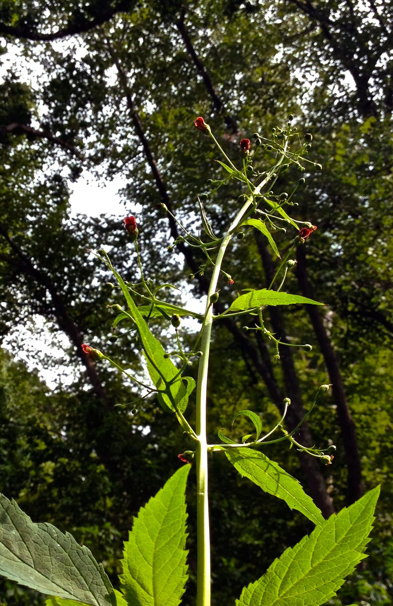 Carpenter's square (Scrophularia marilandica)