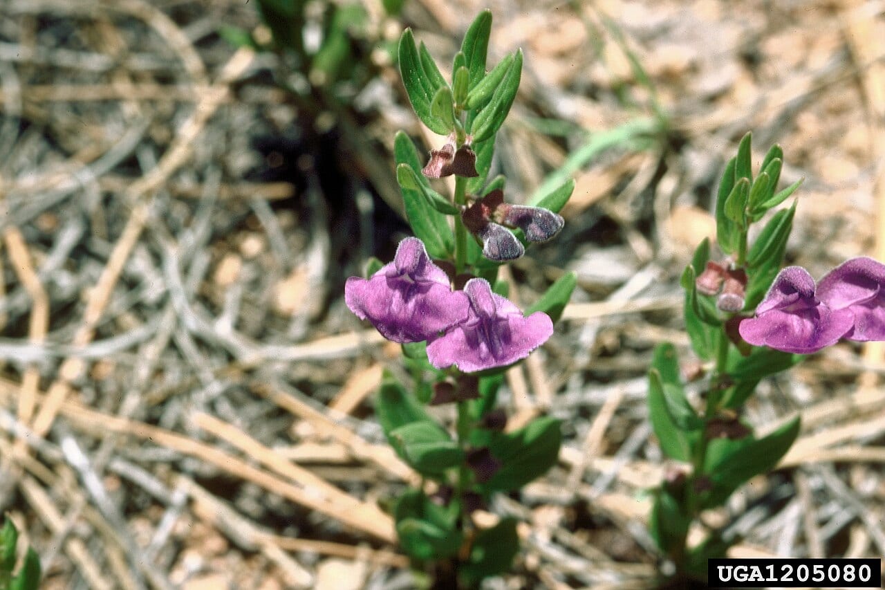 Britton's skullcap (Scutellaria brittonii)