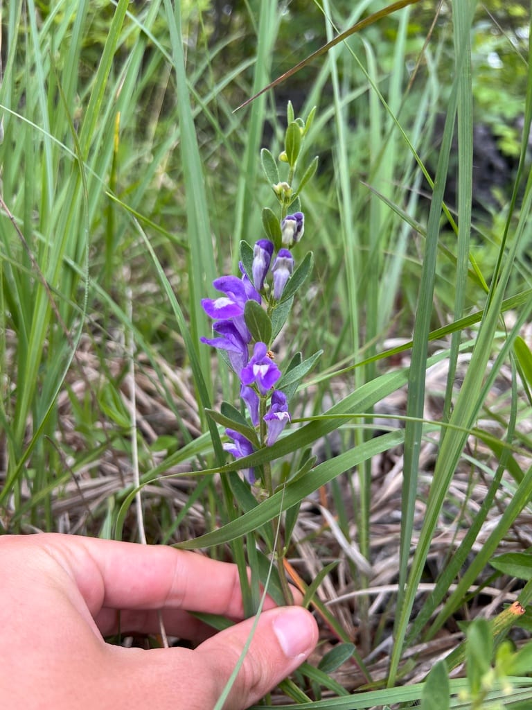 Bush's skullcap (Scutellaria bushii)