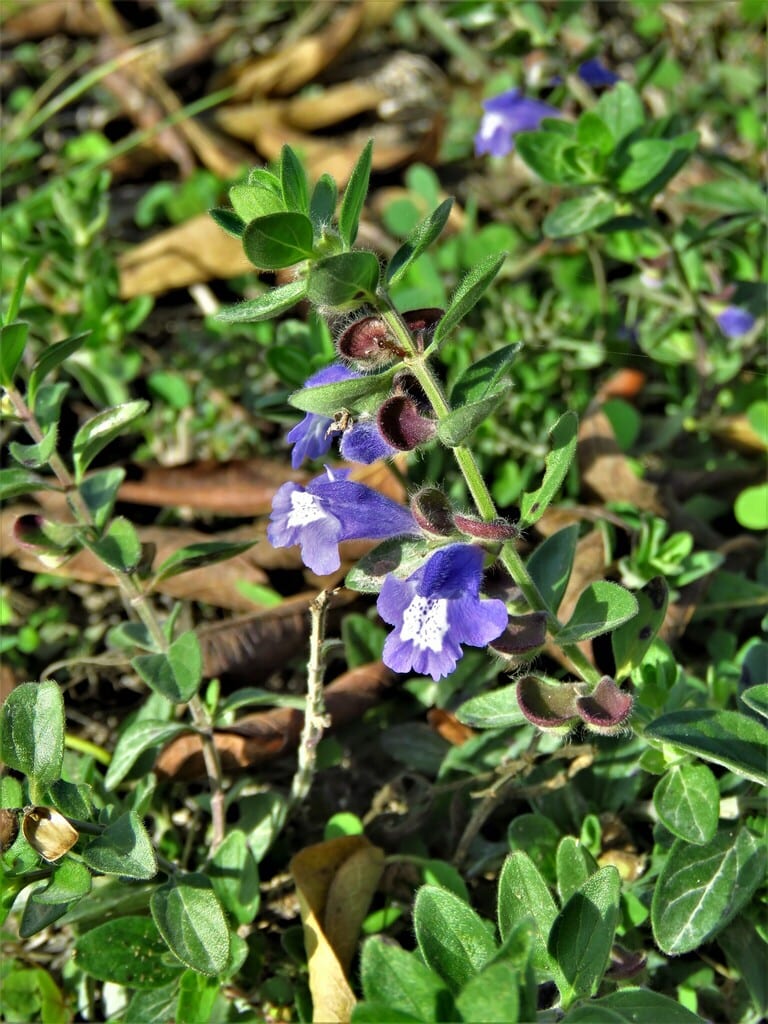 Drummond's skullcap (Scutellaria drummondii var. edwardsiana)
